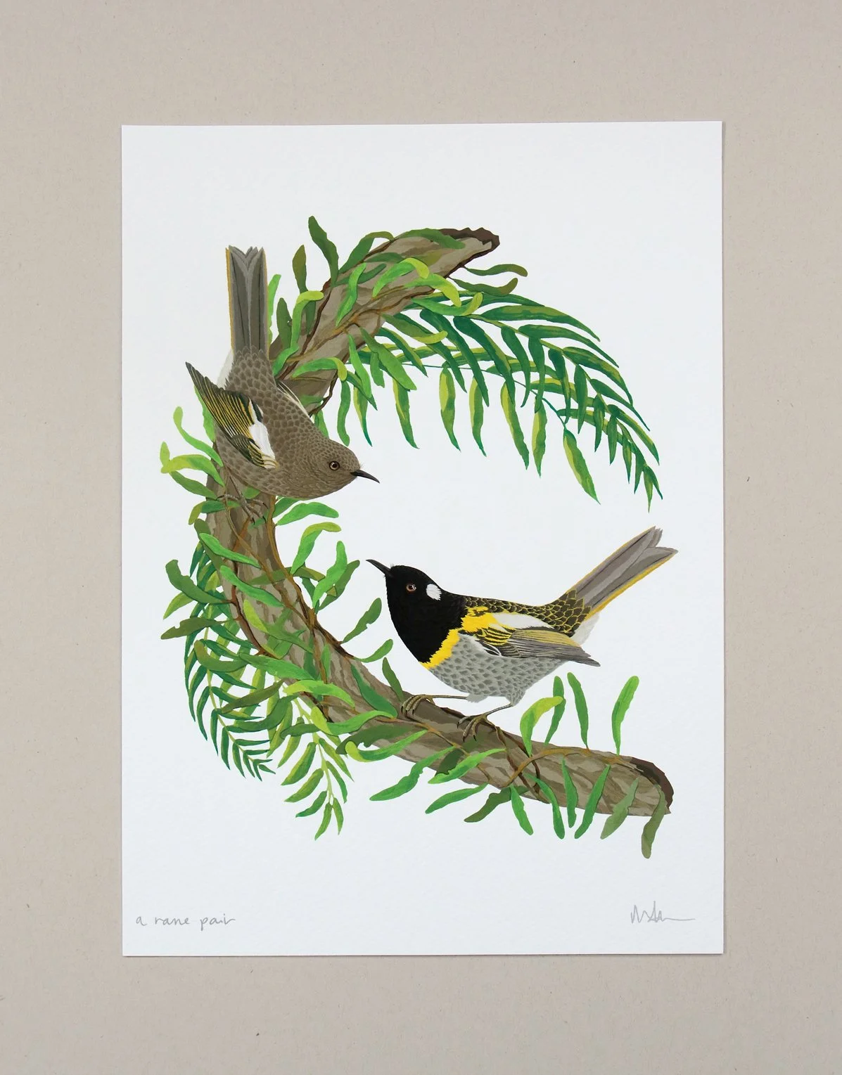 Stitchbird / hihi | A rare pair | New Zealand bird illustration